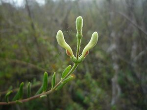 Lonicera subspicata Bud
